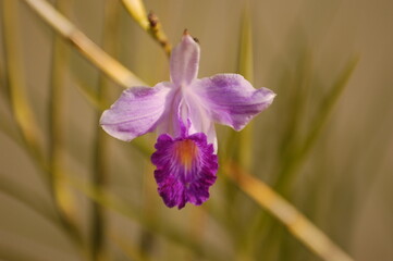 Rose and lilac orchid with petals