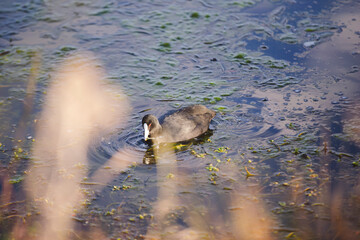 A black waterbird gracefully floats on a shallow pond filled with aquatic vegetation. The sunlight reflects off the water, highlighting the textures of the ripples and surrounding greenery