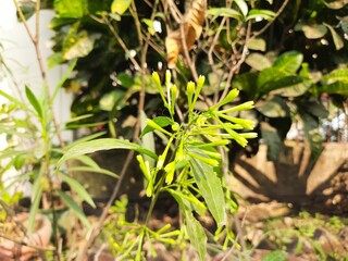 Night blooming jasmine flower. lts other names lady of the night flower, Cestrum nocturnum flower, night-blooming jessamine, night scented jessamine, night-scented cestrum and poisonberry flowers.