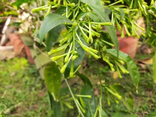 Night blooming jasmine flower. lts other names lady of the night flower, Cestrum nocturnum flower, night-blooming jessamine, night scented jessamine, night-scented cestrum and poisonberry flowers.