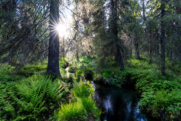Small creek with dark water in a summertime old-growth forest in Riisitunturi National Park, Northern Finland	