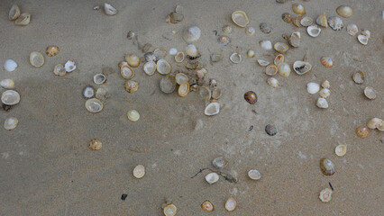 Seashells on sand