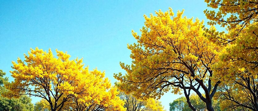 Yellow Acacia nilotica trees with blooming branches, babool yellow, flowering tree