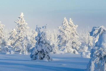 Trees in crown-snow load on a cold and misty morning in Riisitunturi National Park, Northern Finland