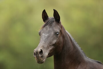 Fototapeta premium Portrait of a black horse at the ranch