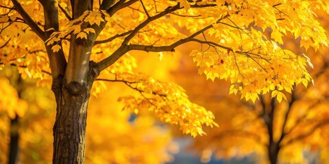 Close-up of a tree with yellow leaves in autumn, fall, foliage, seasonal, nature, beautiful, vibrant, colorful, outdoors