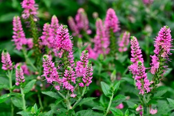 Vibrant pink flowers in a lush garden