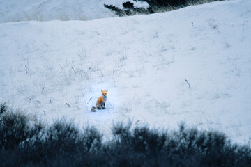 Red fox on hill in the distance