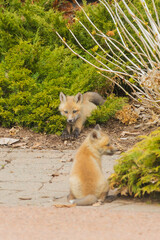 Red Fox Pups playing together