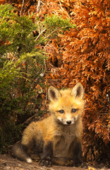 Fototapeta premium Red Fox Pups playing together 