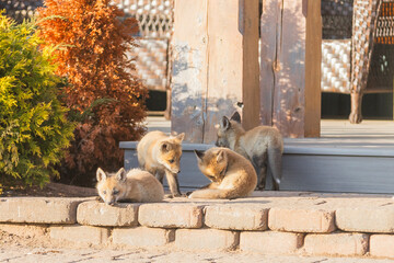 Red Fox Pups playing together 