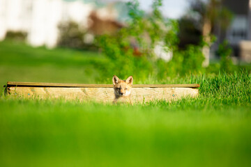 Fox Pups playing outside and around den