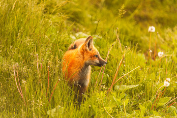 Closeup Young fox pup(s) playing in grass
