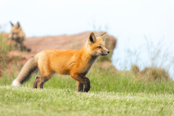 Closeup Young fox pup(s) playing in grass