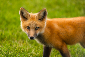 Fototapeta premium Closeup Young fox pup(s) playing in grass