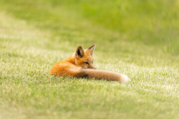 Fototapeta premium Closeup Young fox pup(s) playing in grass