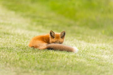 Closeup Young fox pup(s) playing in grass