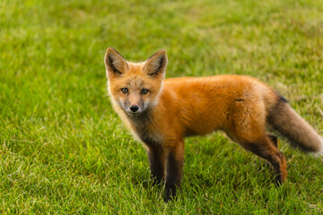 Closeup Young fox pup(s) playing in grass