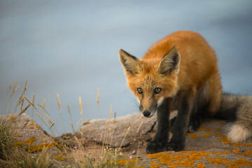Closeup Young fox pup(s) playing in grass