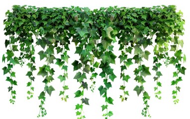 Lush green ivy cascading down.