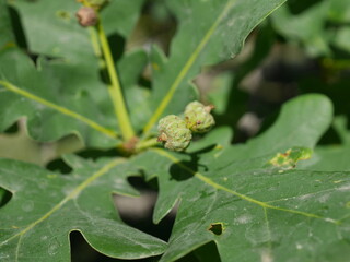 Acorn nuts of English Oak tree in summer, Colorado