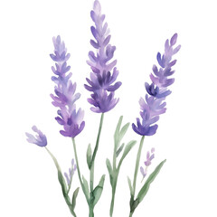 Fototapeta premium Watercolor lavender illustration with vibrant purple hues and green accents, isolated in PNG transparent background