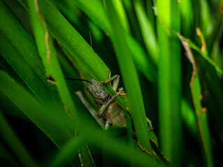 Large grasshopper/locust peering out from behind leaf. 