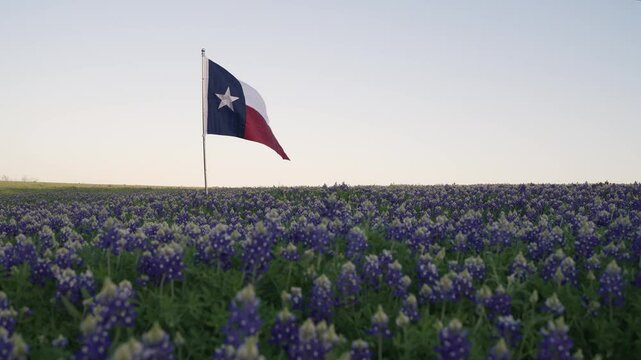 Texas Flag Blowing In The Wind In Field of Bluebonnets With Blue Sunset Sky Fly Up Drone Shot