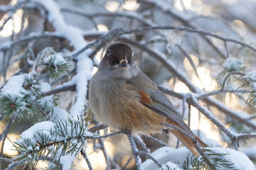 Closeup of a Siberian jay with frosty eyebrows perched in the middle of Pine branches on a cold morning near Kuusamo, Northern Finland	