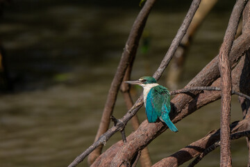 Collared kingfisher in mangrove forest in Thailand