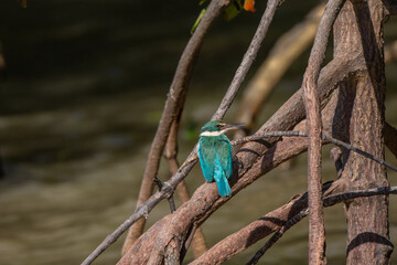 Collared kingfisher in mangrove forest in Thailand