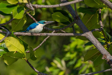 Collared kingfisher in mangrove forest in Thailand