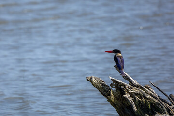 Black-capped kingfisher stand in the rain forest