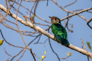 Asian Emerald Cuckoo  stand in the rain forest