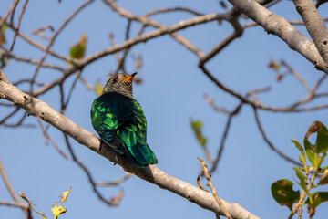 Asian Emerald Cuckoo  stand in the rain forest