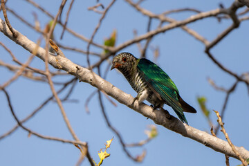 Asian Emerald Cuckoo  stand in the rain forest