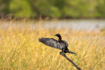 Little Cormorant standing on dry branches
