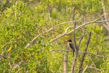 Black-capped kingfisher stand in the rain forest