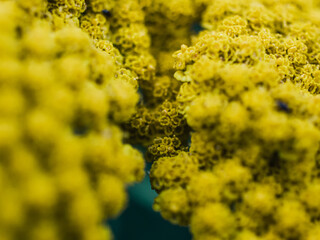 Close up of a yellow flower