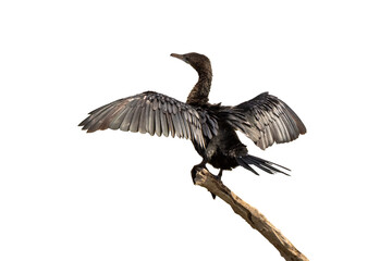Little Cormorant standing on dry branches