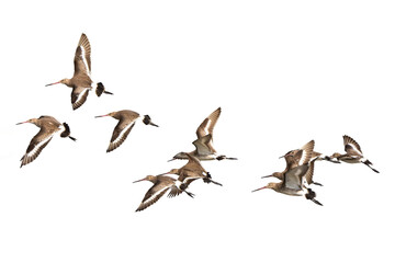 Black-tailed godwit are flying above lake