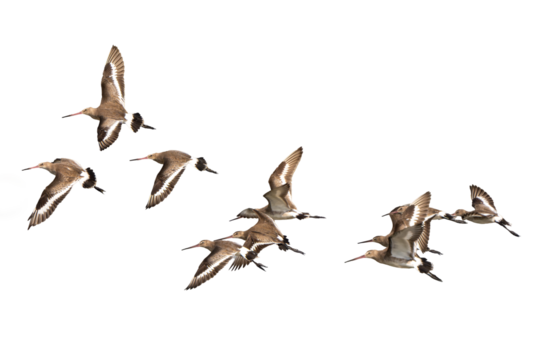 Black-tailed godwit are flying above lake