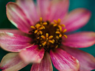 close up of pink flower