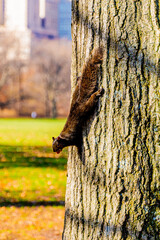 Obraz premium a squirrel on the tree central park new york