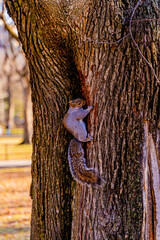squirrel on a tree central park new york