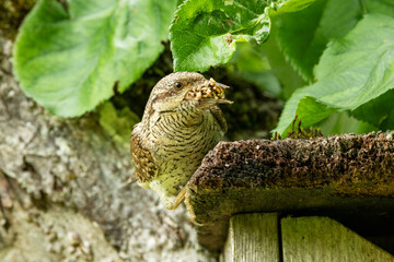 Fototapeta premium Eurasian wryneck standing on a wooden nesting box after collecting food for chicks during breeding season in rural Estonia, Northern Europe