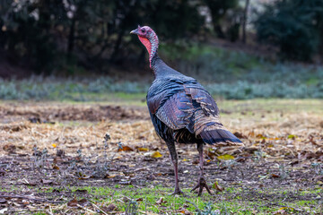 Turkey in a Horse Pasture, Wild Turkey