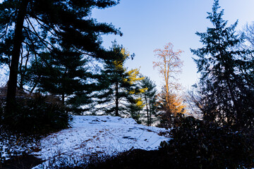 sunset in the central park of new york