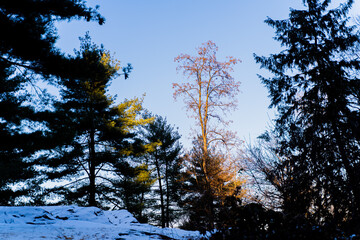 forest in the morning