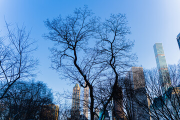 tree in the sky of new york